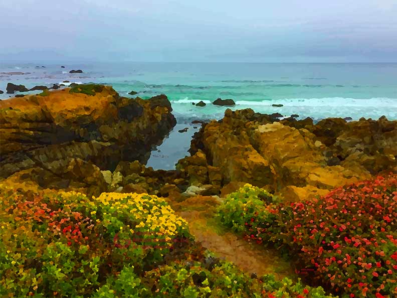 Monterey Wildflowers